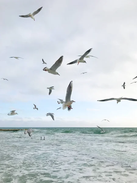 Seagulls Flying Sea — Stock Photo, Image