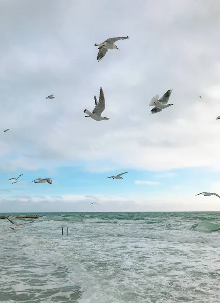 Seagulls Flying Sea — Stock Photo, Image