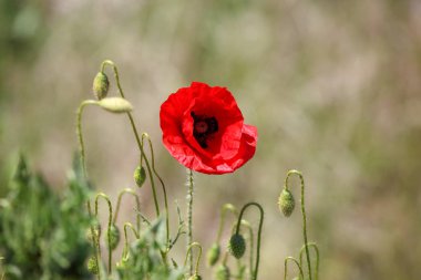 Bir Haşhaş Aile Papaveraceae Alt Familya Papaveroideae bir Çiçekli Bitki mi.