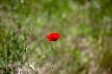 Bir Haşhaş Aile Papaveraceae Alt Familya Papaveroideae bir Çiçekli Bitki mi.
