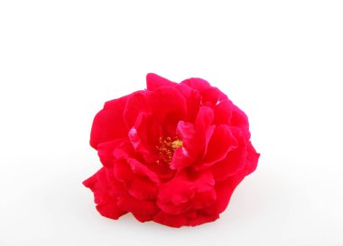 Çiçek açan kırmızı gül beyaz arkaplanda izole edildi 