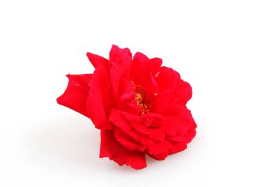 Çiçek açan kırmızı gül beyaz arkaplanda izole edildi 