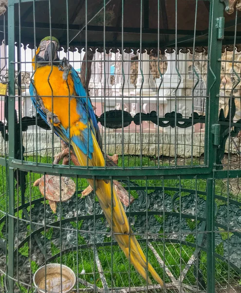 Ara Ararauna Niebiesko Żółte Macaw — Zdjęcie stockowe