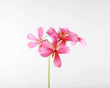 Sardunya Pelargonyum Çiçekleri Beyaz Arkaplanda İzole Edildi