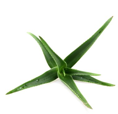 Aloe Vera Beyaz Arkaplanda