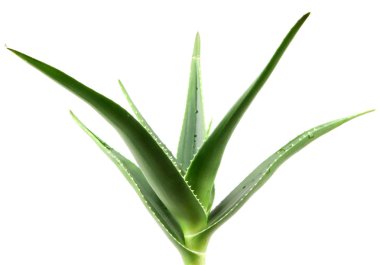 Aloe Vera Beyaz Arkaplanda