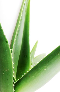 Aloe Vera Beyaz Arkaplanda