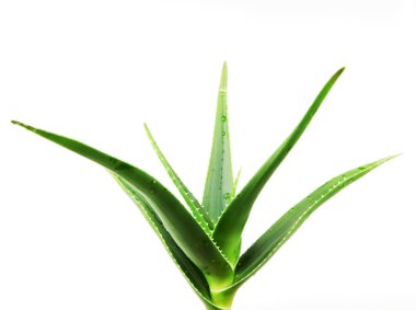 Aloe Vera Beyaz Arkaplanda