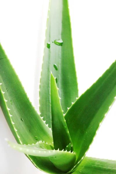 Aloe Vera Latar Belakang Putih — Stok Foto