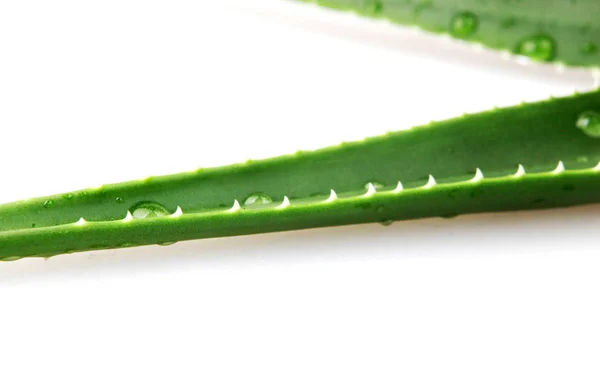 Aloe Vera Fundal Alb — Fotografie, imagine de stoc