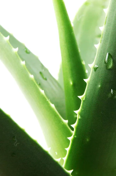 Aloe Vera Bílém Pozadí — Stock fotografie