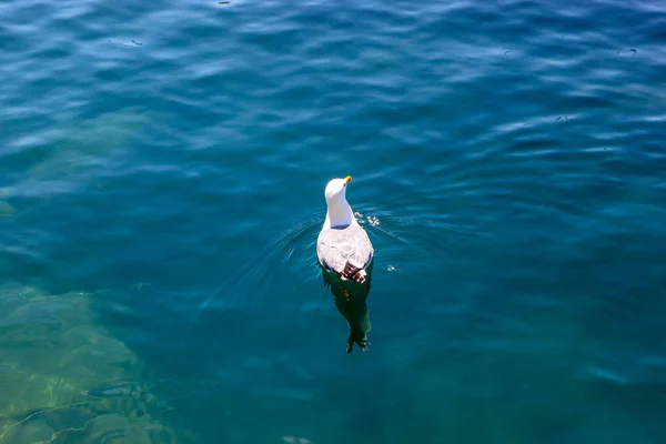 Gaviota Solitaria Nada Mar Negro — Foto de Stock