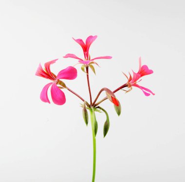 Sardunya Pelargonyum Çiçekleri Beyaz Arkaplanda İzole Edildi