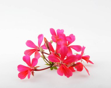 Sardunya Pelargonyum Çiçekleri Beyaz Arkaplanda İzole Edildi