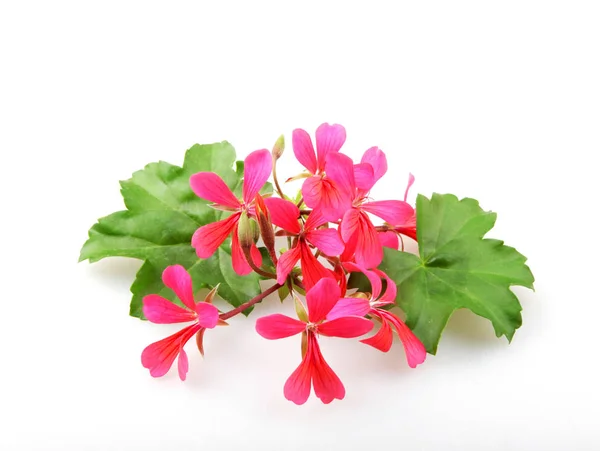 Fleurs Géranium Pélargonium Isolées Sur Fond Blanc — Photo