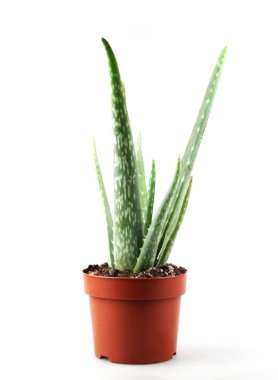 Aloe Vera Beyaz Arkaplanda