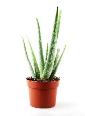 Aloe Vera Beyaz Arkaplanda