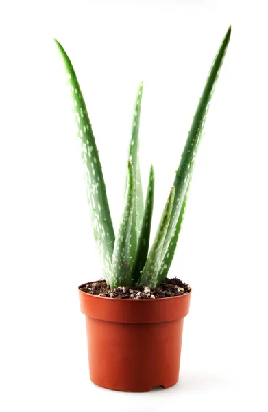 Aloe Vera Sfondo Bianco — Foto Stock