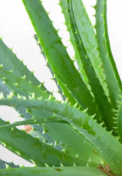 Aloe Vera Süs Bitkisi Olarak Geniş Bir Alana Yayılmış Türler — Stok fotoğraf