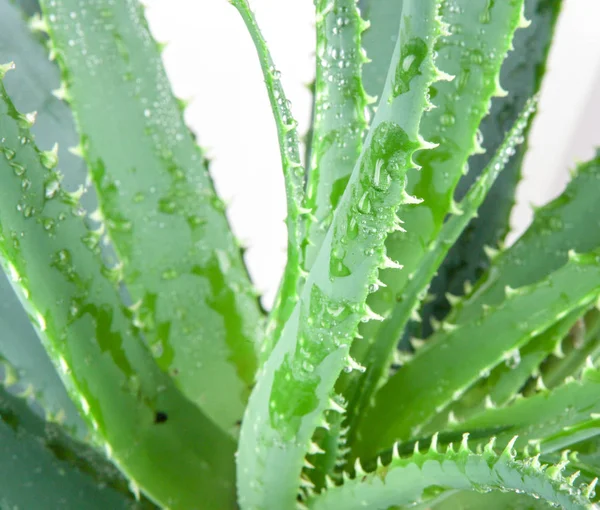 Aloe Vera Cultivado Ampliamente Como Planta Ornamental Especie Popular Entre —  Fotos de Stock