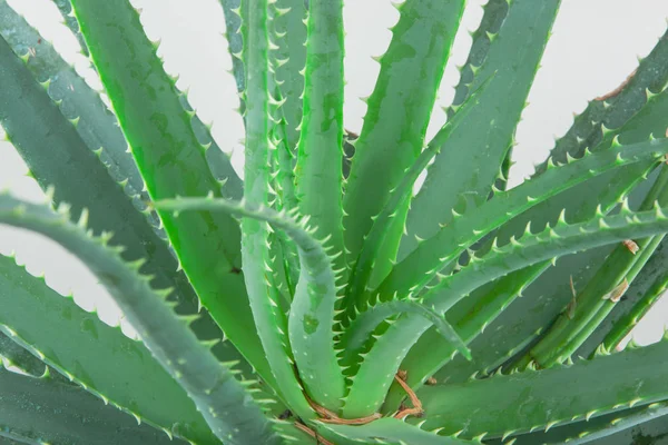 Aloe Vera Stata Ampiamente Coltivata Come Pianta Ornamentale Specie Popolare — Foto Stock