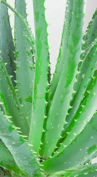 Aloe Vera Har Vuxit Mycket Som Prydnadsväxt Arten Populã Med — Stockfoto