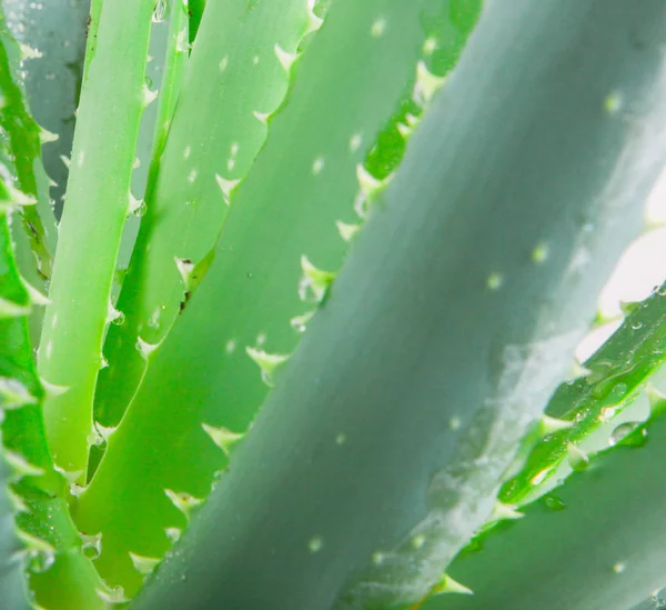 Aloe Vera Cultivado Ampliamente Como Planta Ornamental Especie Popular Entre — Foto de Stock