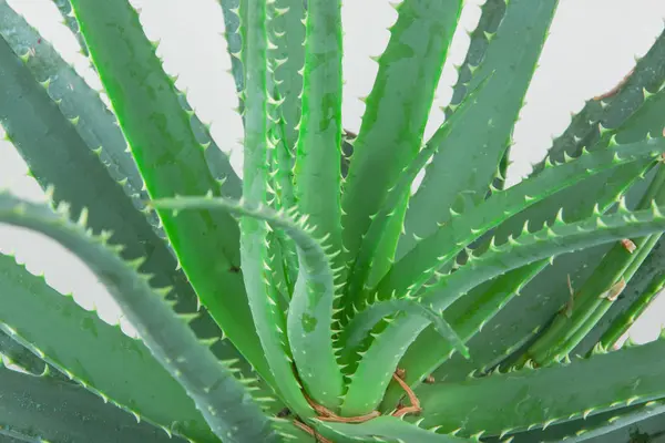 Aloe Vera Cultivado Ampliamente Como Planta Ornamental Especie Popular Entre — Foto de Stock