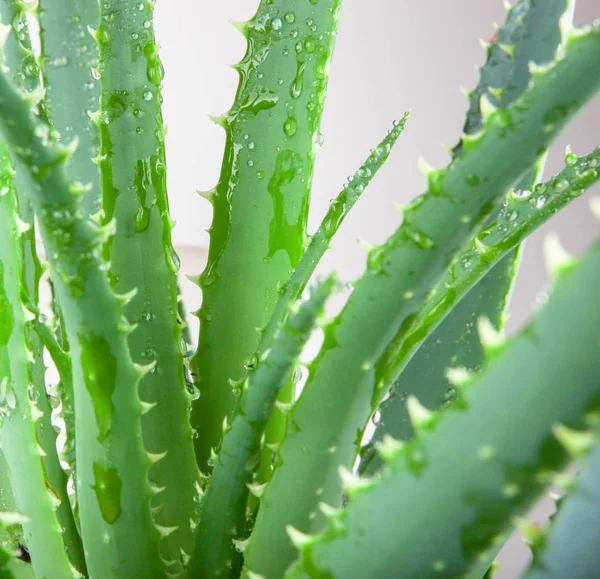 Aloe Vera Cultivado Ampliamente Como Planta Ornamental Especie Popular Entre — Foto de Stock