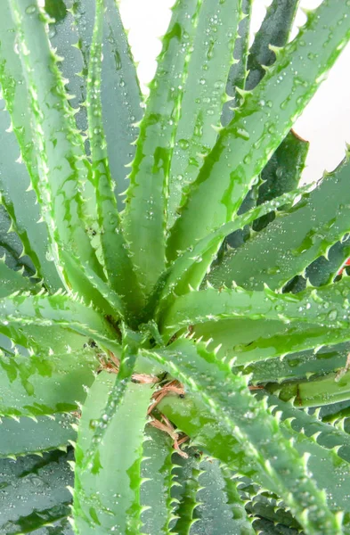 Aloe Vera Ist Als Zierpflanze Weit Verbreitet Die Spezies Ist — Stockfoto