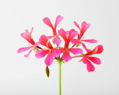 Sardunya Pelargonyum Çiçekleri Beyaz Arkaplanda İzole Edildi