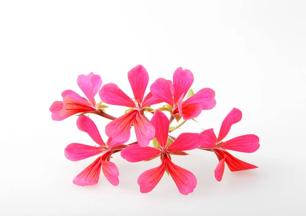 Flores Pelargonio Geranio Aisladas Sobre Fondo Blanco — Foto de Stock