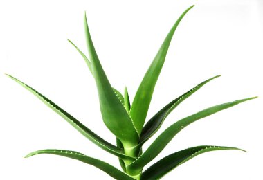 Aloe Vera Beyaz Arkaplanda.