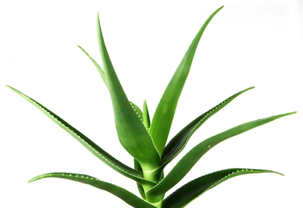 Aloe Vera su sfondo bianco. — Foto Stock