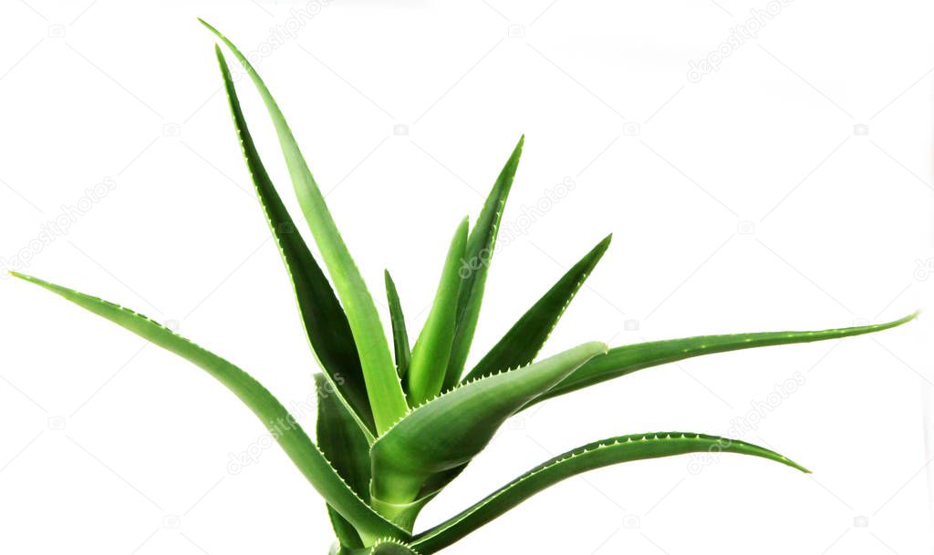 Aloe Vera On White Background.