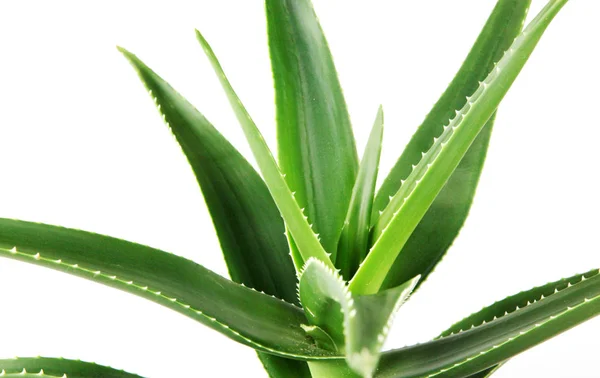 Aloe Vera Di Latar Belakang Putih. — Stok Foto