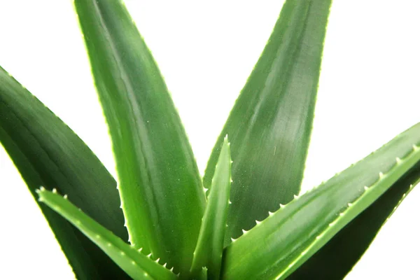 Aloe Vera auf weißem Hintergrund. — Stockfoto