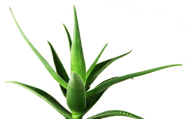 Aloe Vera Beyaz Arkaplanda. — Stok fotoğraf