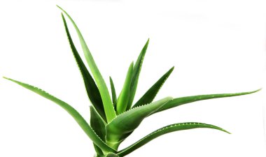 Aloe Vera Beyaz Arkaplanda.