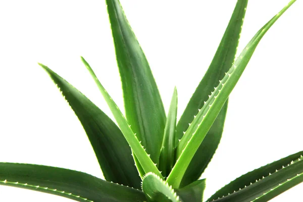 Aloe Vera su sfondo bianco. — Foto Stock