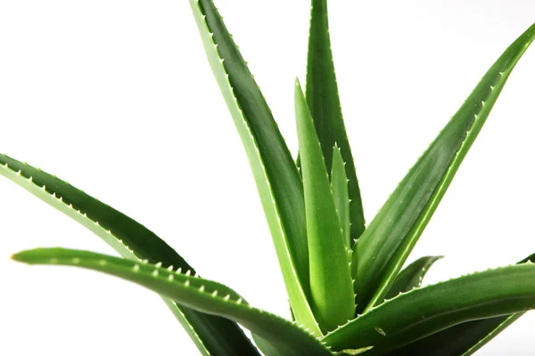 Aloe Vera Beyaz Arkaplanda. — Stok fotoğraf