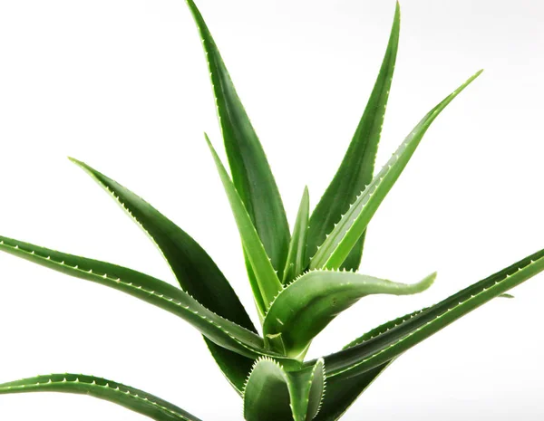 Aloe Vera su sfondo bianco. — Foto Stock