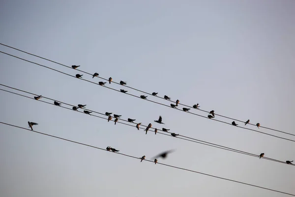 Swallows Martins Saw Wings Hirundinidae Family Passerine Birds Found World — Stock Photo, Image
