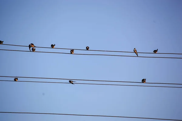 Swallows Martins Saw Wings Hirundinidae Family Passerine Birds Found World — Stock Photo, Image