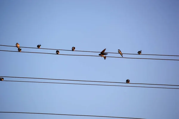 Swallows Martins Saw Wings Hirundinidae Family Passerine Birds Found World — Stock Photo, Image