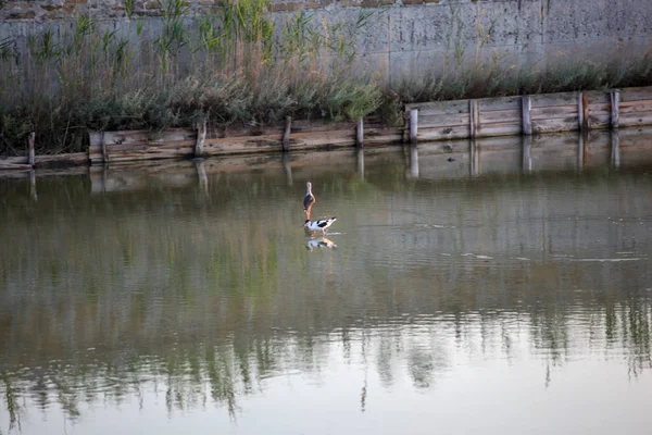 Black Winged Stilt Wading Water — Stock Photo, Image