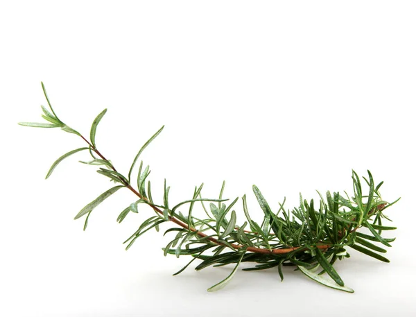 Fresh Rosemary Herb White Background — Stock Photo, Image