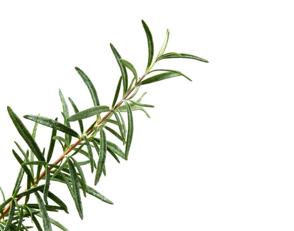 Fresh Rosemary Herb White Background — Stock Photo, Image