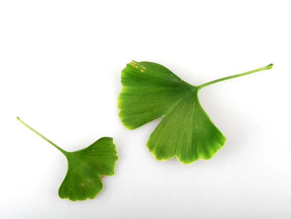 Ginkgo Biloba Blad Tegen Witte Achtergrond — Stockfoto