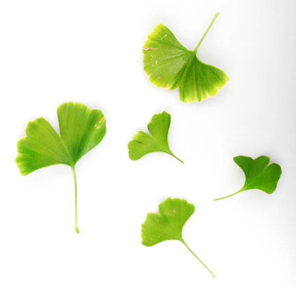 Ginkgo Biloba Blad Tegen Witte Achtergrond — Stockfoto